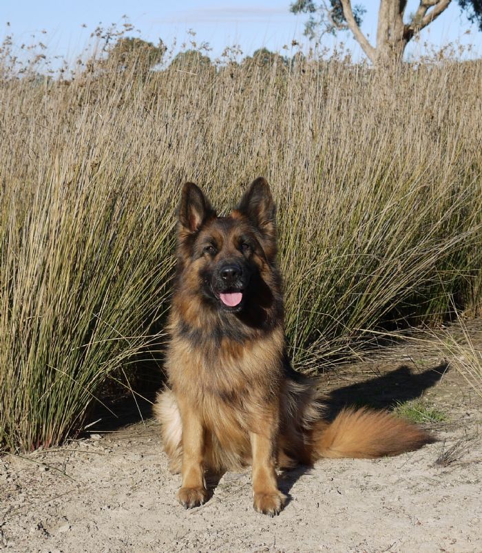 australian german shepherd dog