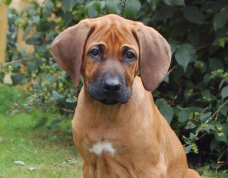 TAIPING RHODESIAN RIDGEBACK